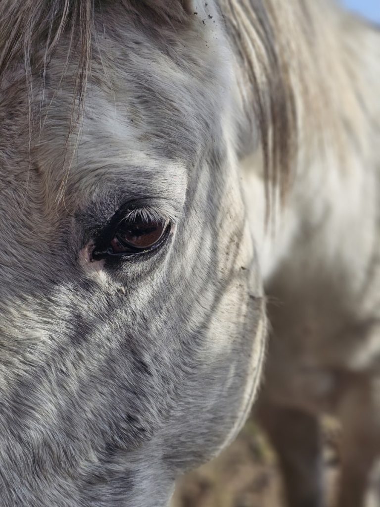 Regard d'un cheval gris